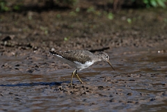 David Plant Photography - Wildlife Photographer - Green sandpiper - D